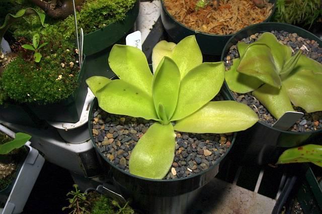 Pinguicula gigantea