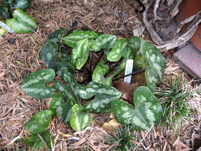 Asarum splendens