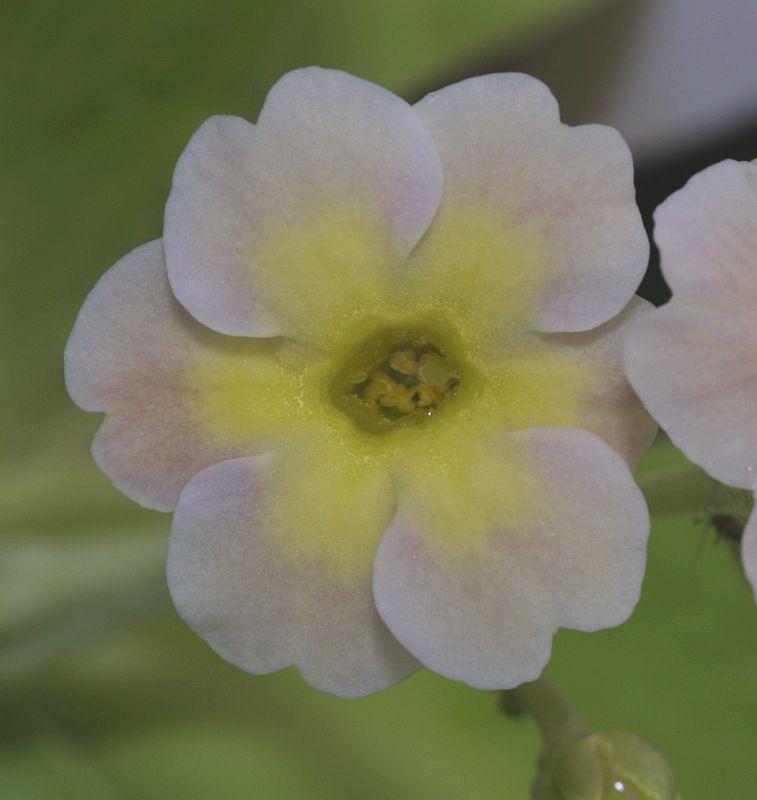 Primula auricula HB #1