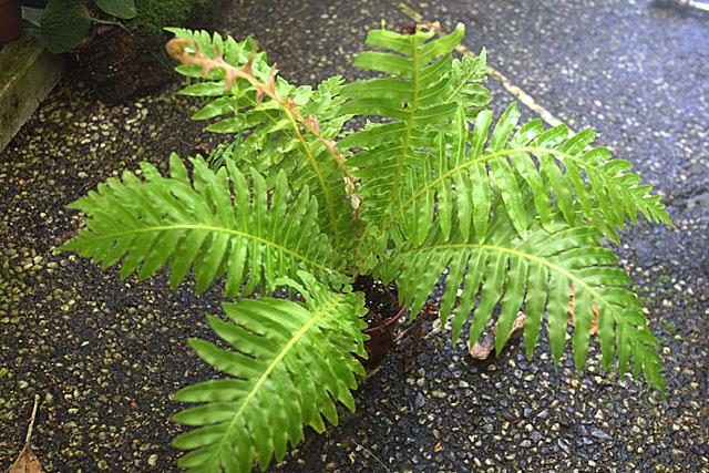 Blechnum brasilense