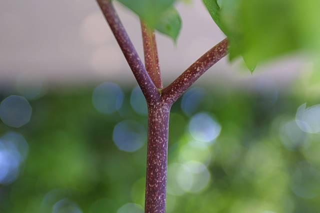 Pseudodracontium harmandii Hot Legs