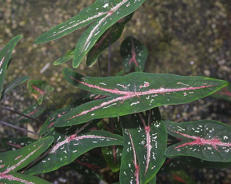 Caladium picturatum