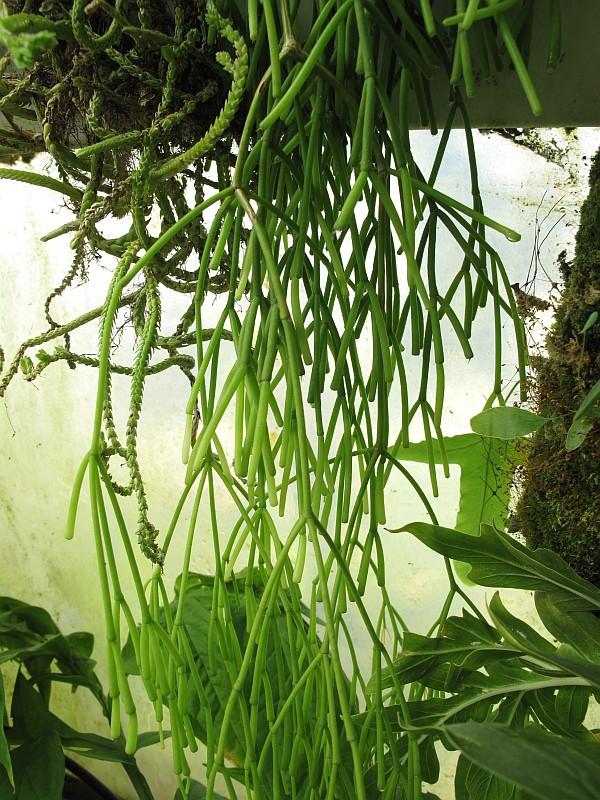 Rhipsalis capilliformis