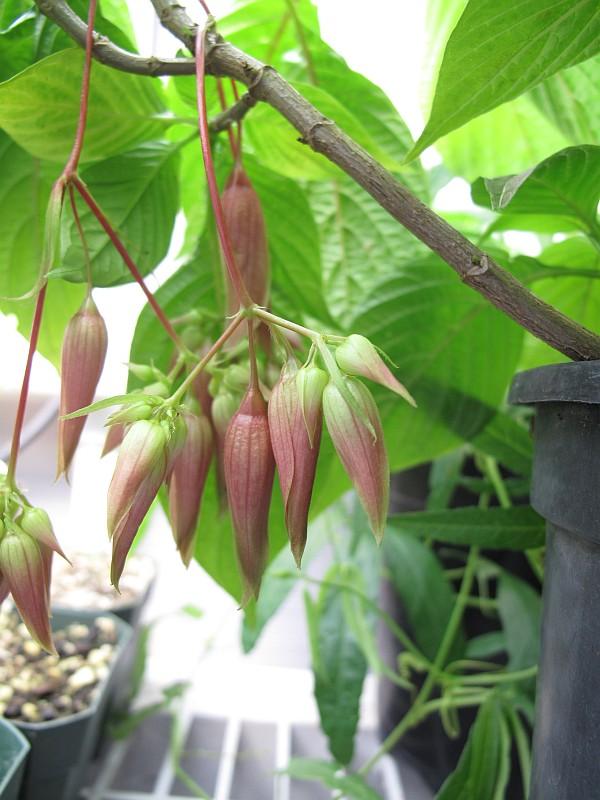 Deppea splendens