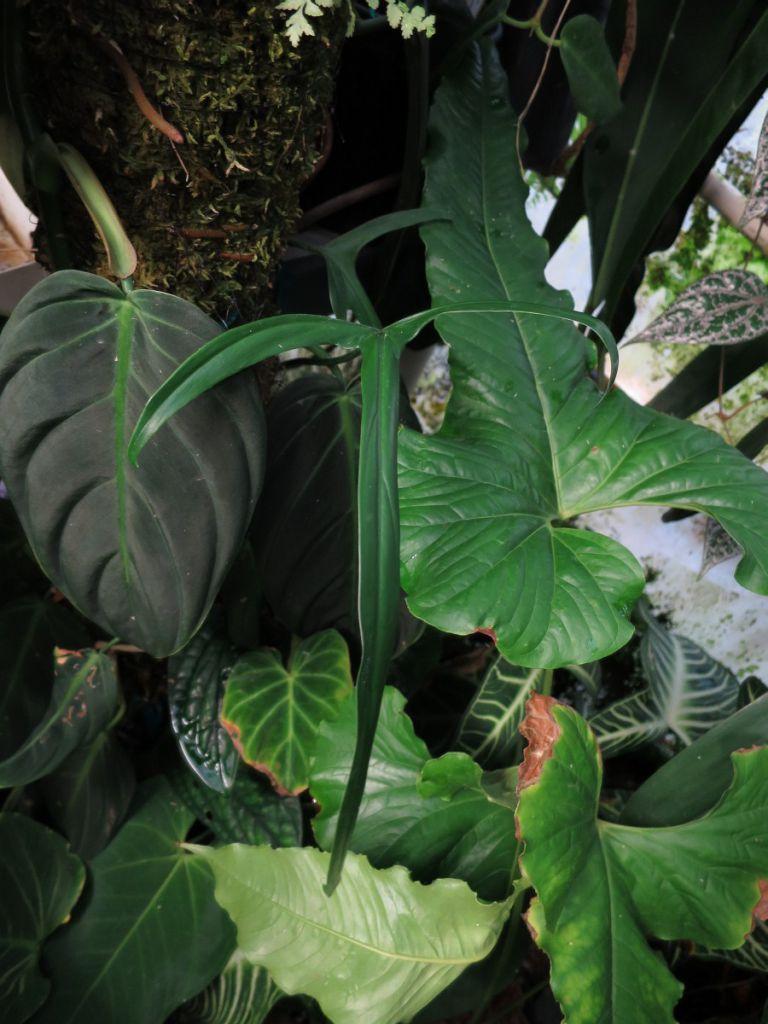 Philodendron holtonianum