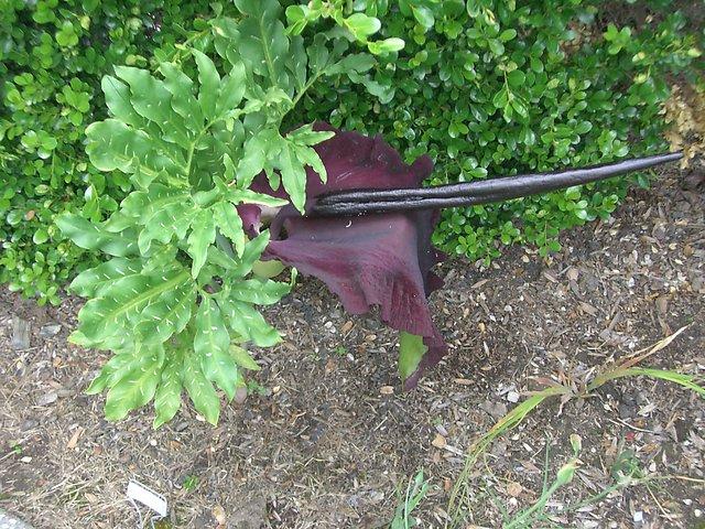 Dracunculus vulgaris