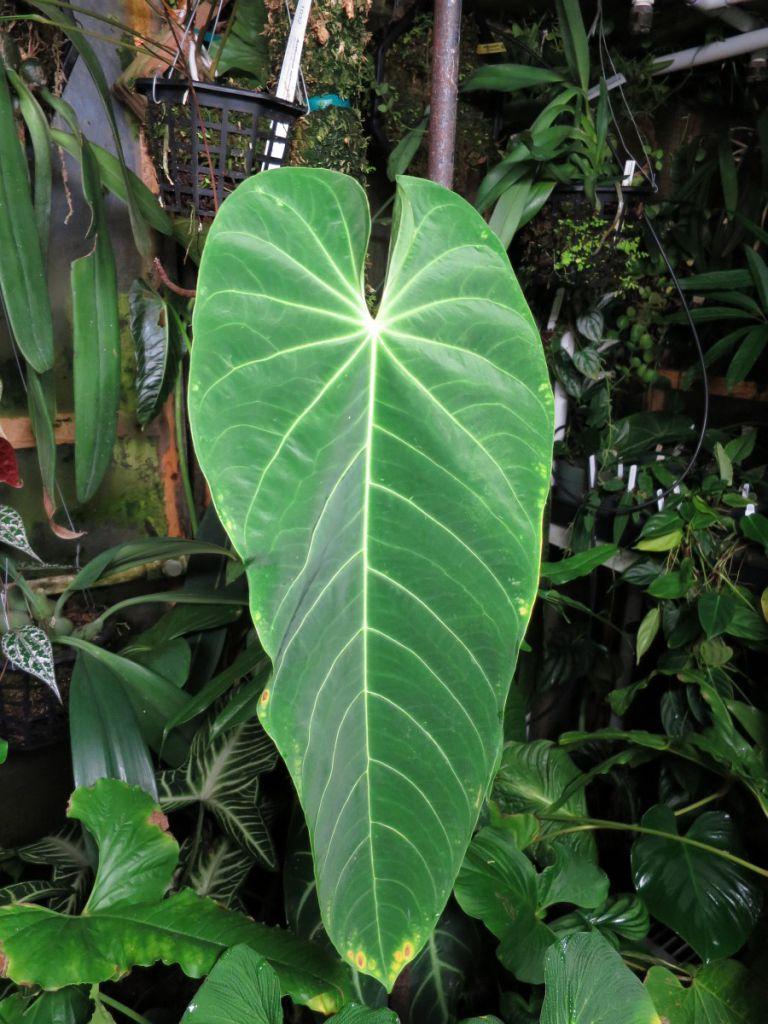 Anthurium angamarcanum