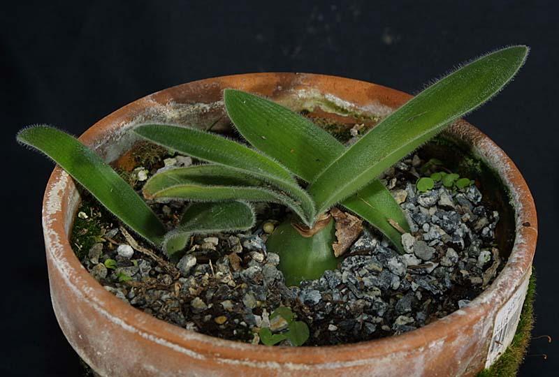 Haemanthus pauculifolius