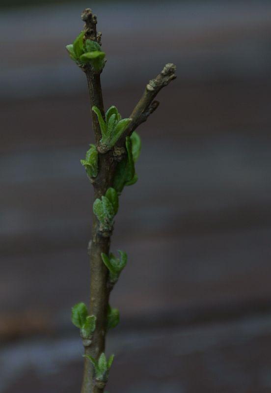 Iochroma coccinea