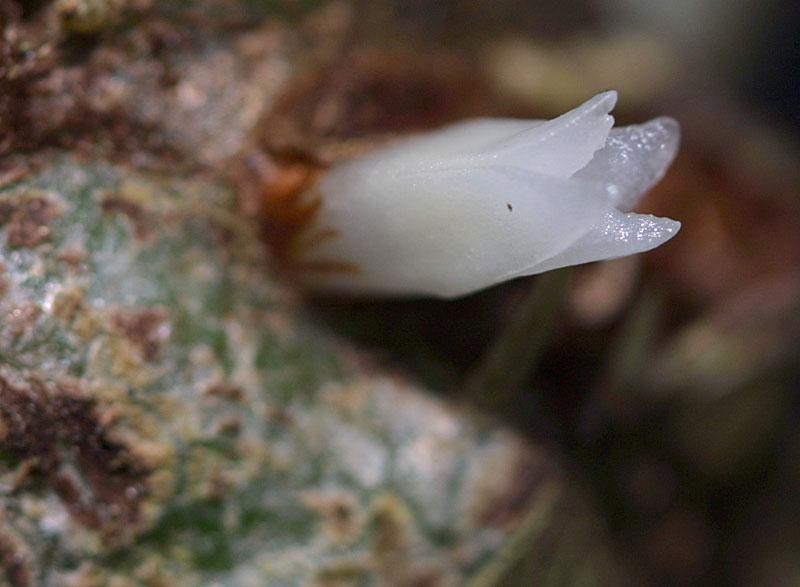 Myrmecodia tuberosa