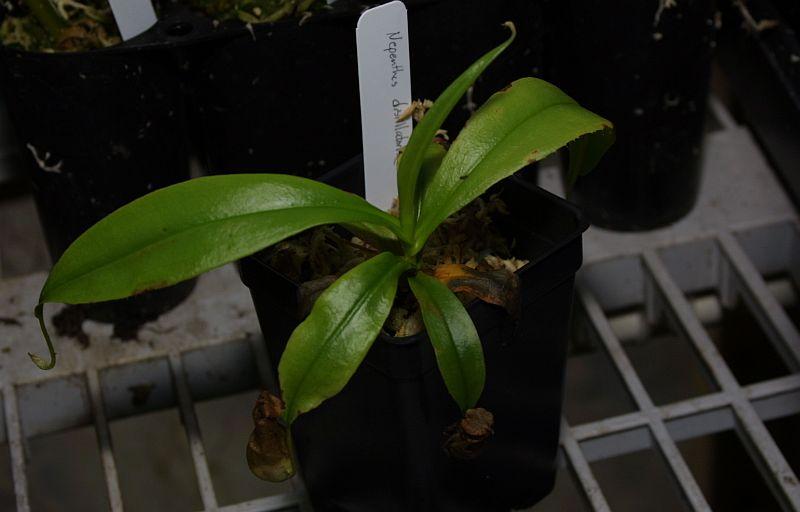 Nepenthes distillatoria