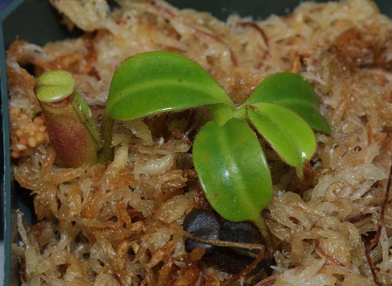 Nepenthes macrophylla