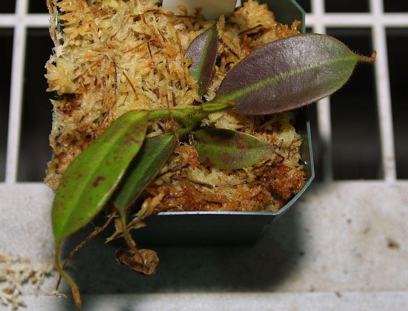 Nepenthes stenophylla