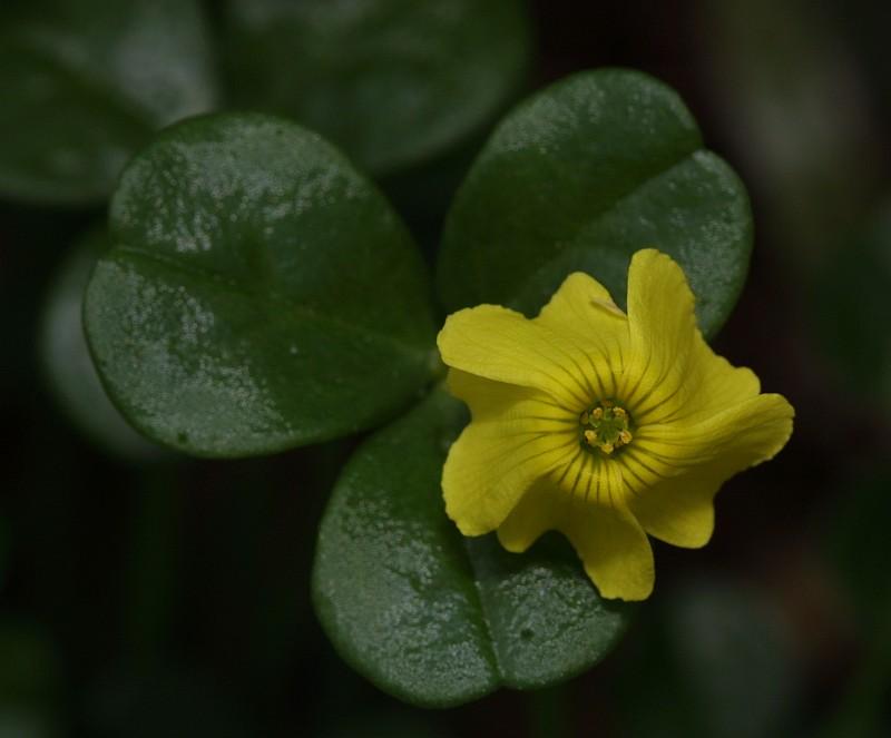 Oxalis megalorhiza