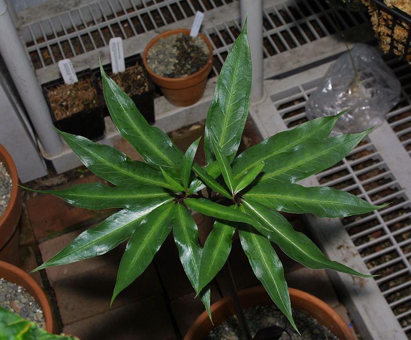 Arisaema thunbergii