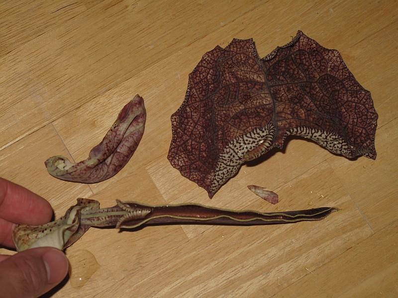 Aristolochia labiata