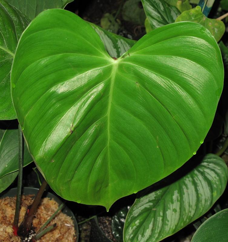 Philodendron lynamii