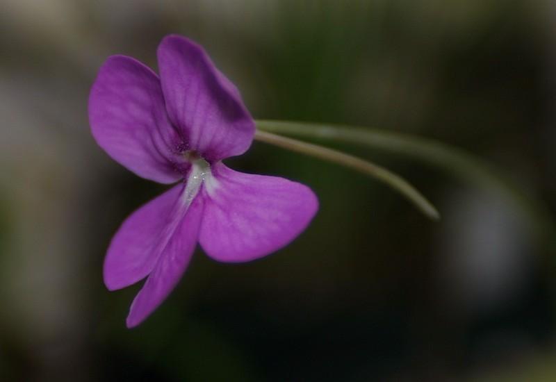 Pinguicula x John Rizzi