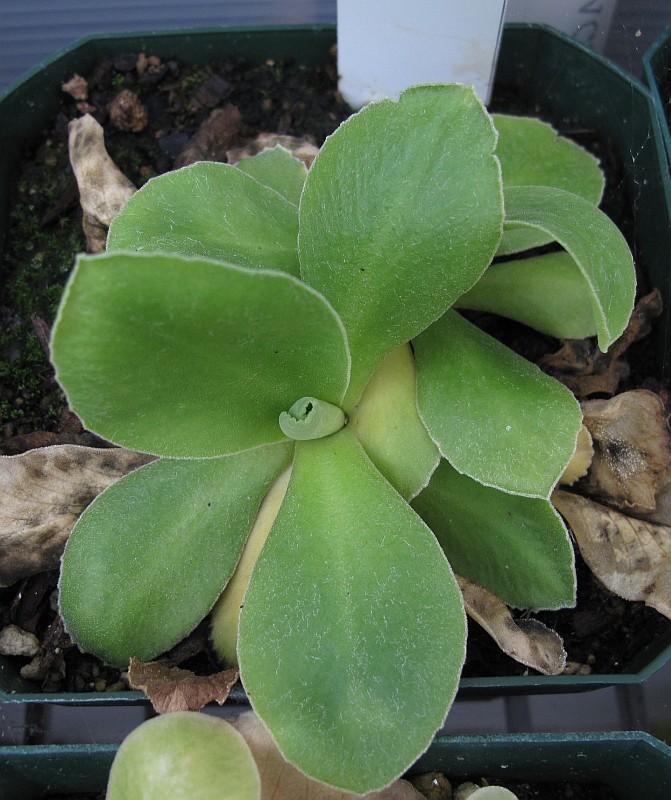 Primula auricula HB #2