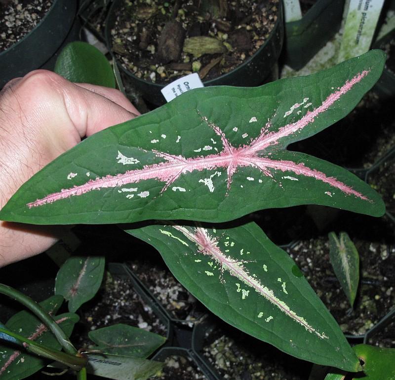 Caladium picturatum