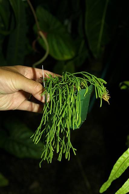 Rhipsalis capilliformis