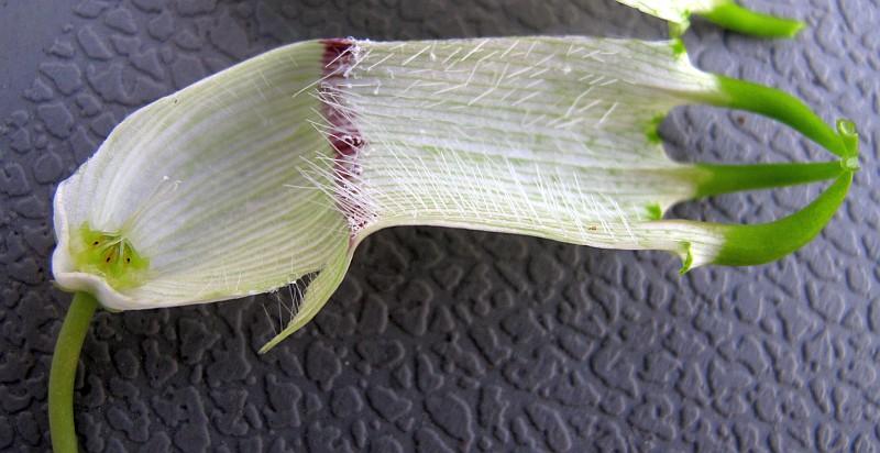 Ceropegia ampliata