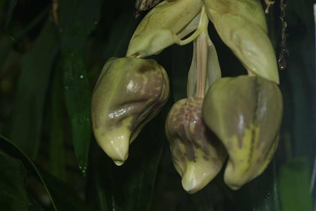 Stanhopea nigroviolacea