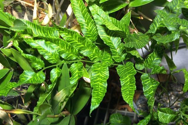 Coniogramme emeiensis Marbled Leaves