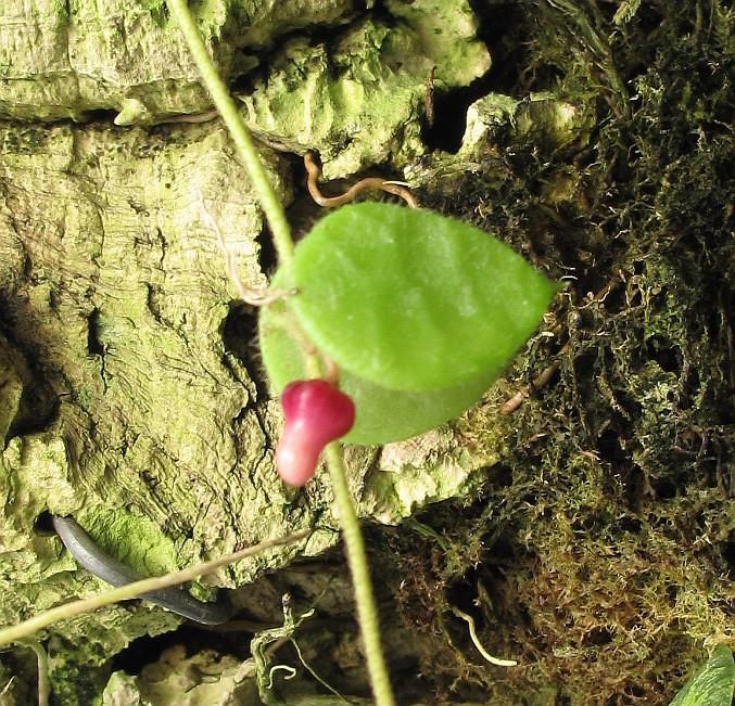 Dischidiopsis sp Thailand