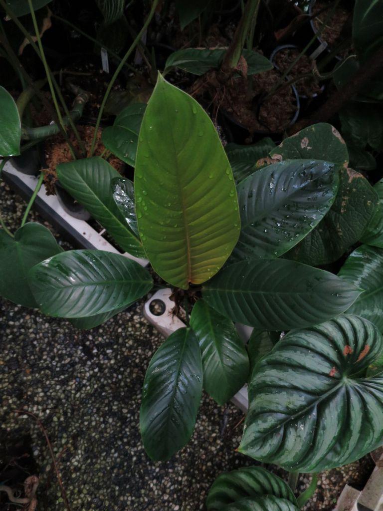 Philodendron roseospathum