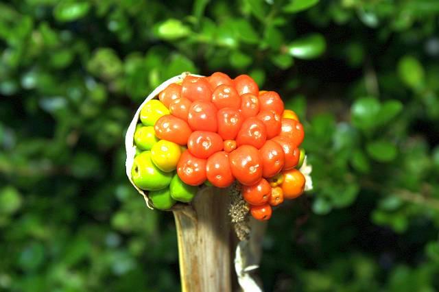 Dracunculus vulgaris