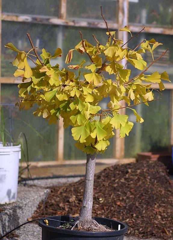 Gingko biloba