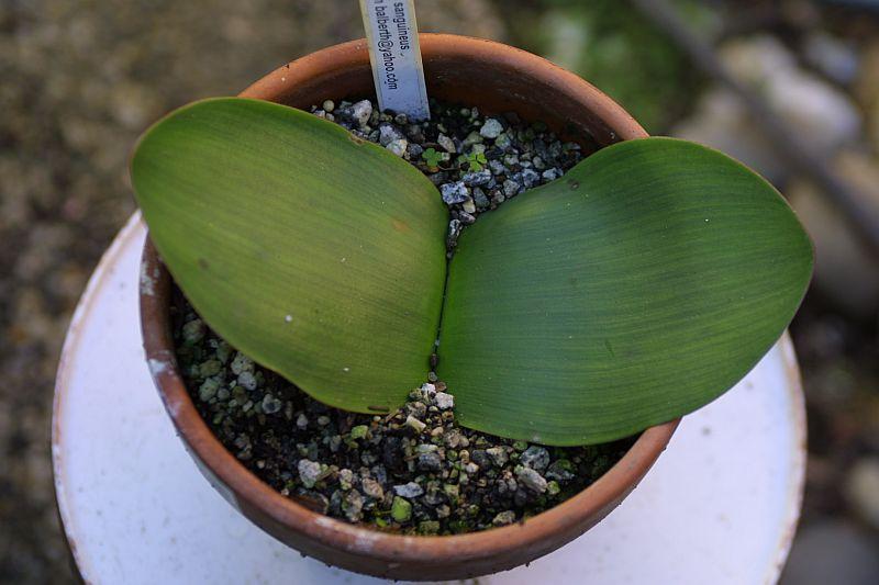 Haemanthus sanguineus