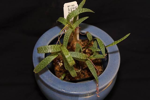 Ledebouria socialis Miner