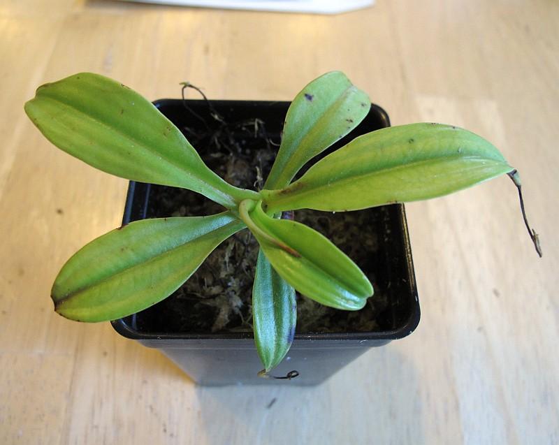 Nepenthes madagascariensis