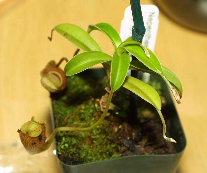 Nepenthes talangensis