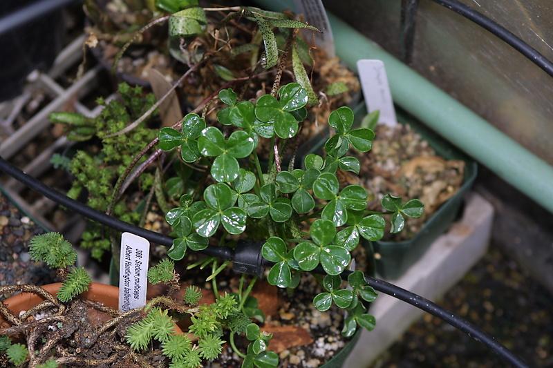 Oxalis megalorhiza