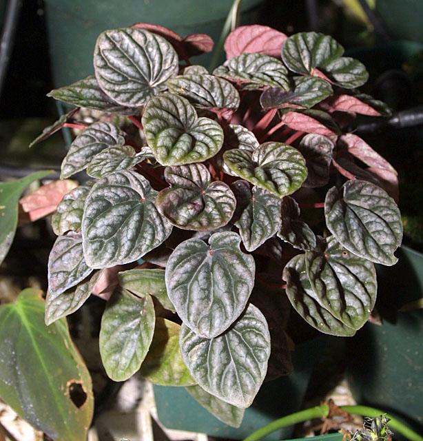 Peperomia caperata