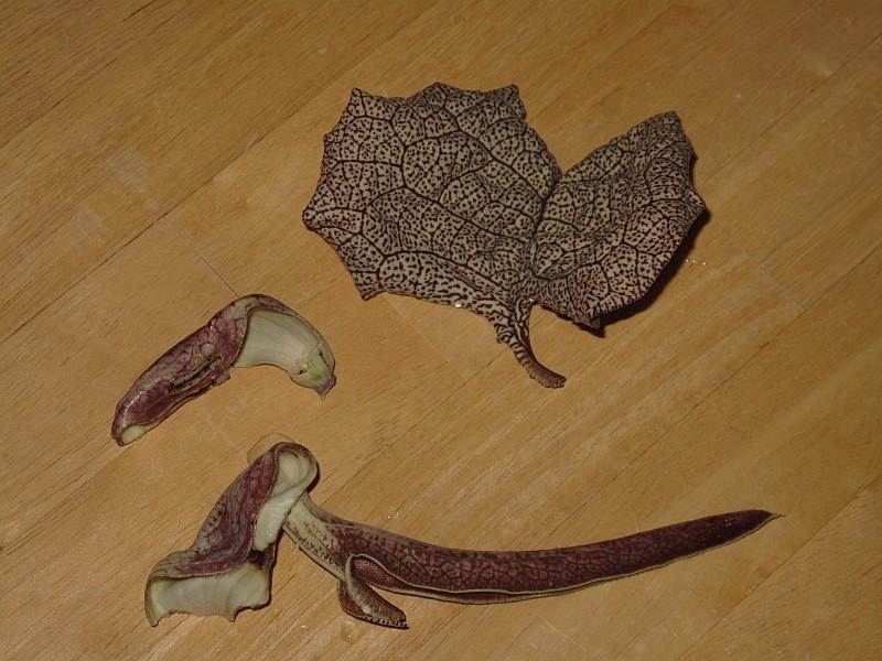 Aristolochia labiata