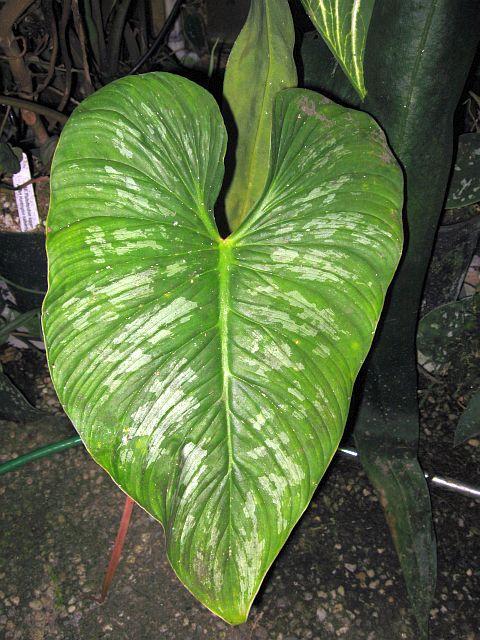 Philodendron mamei