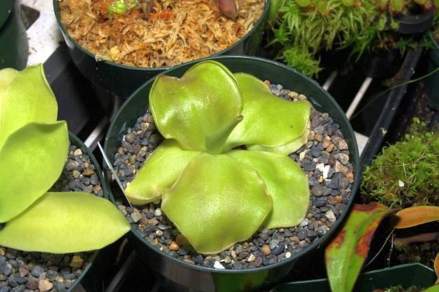 Pinguicula x John Rizzi