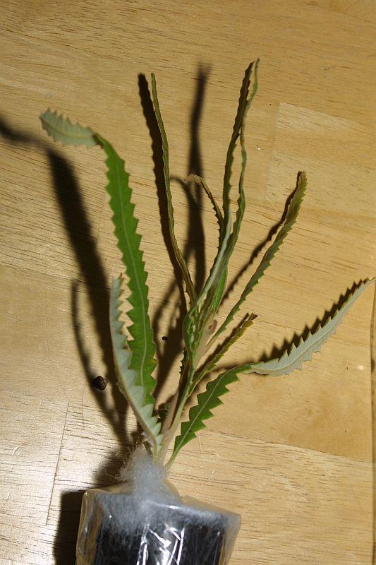 Banksia menziesii Dwarf