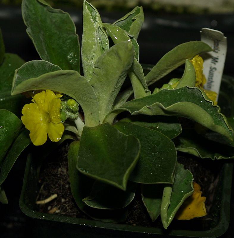 Primula auricula Mr. Sunshine