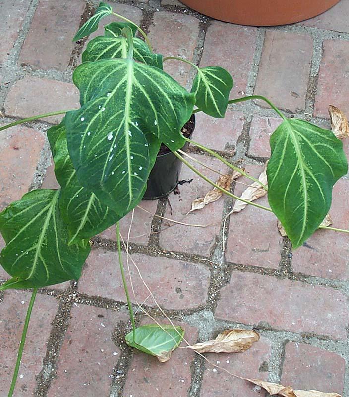 Caladium schomburgkii