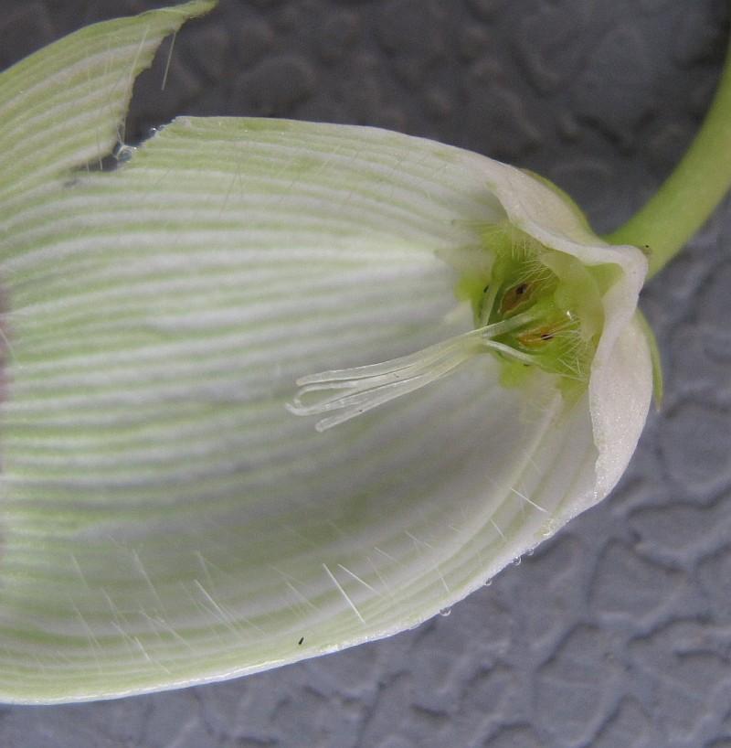 Ceropegia ampliata