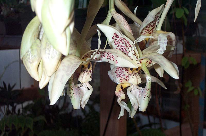 Stanhopea oculata