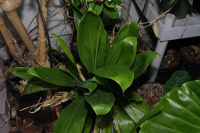 Cordyline terminalis