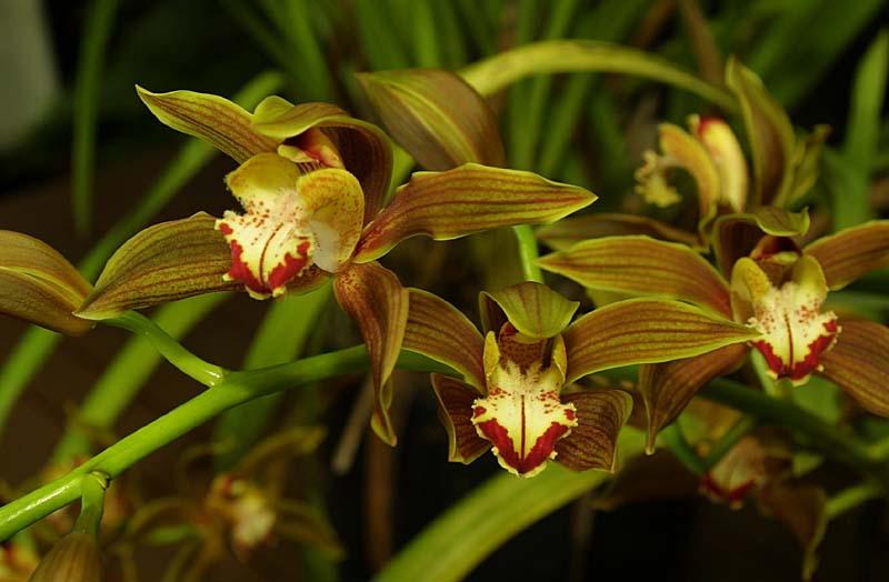 Cymbidium tracyanum