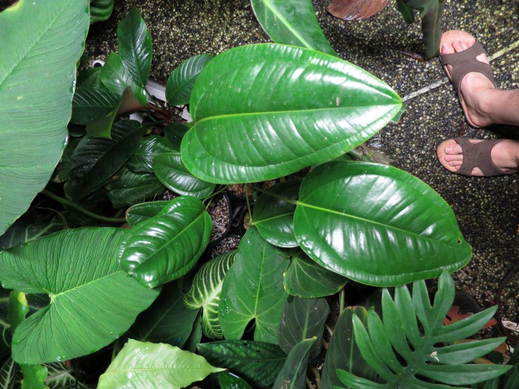 Anthurium ovatifolium