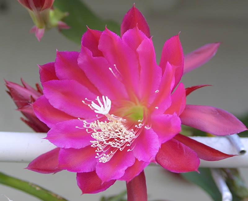 Epiphyllum sp. 12